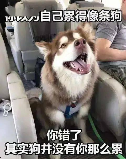 走近科学小狗长大娱乐吃瓜酱,揭秘小狗长大娱乐吃瓜酱背后的秘密