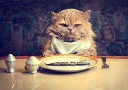 娱乐吃瓜君猫猫,揭秘娱乐圈那些不为人知的幕后故事